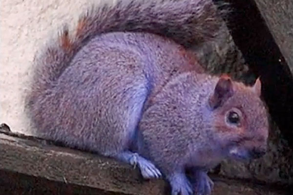 0210-purple-squirrel